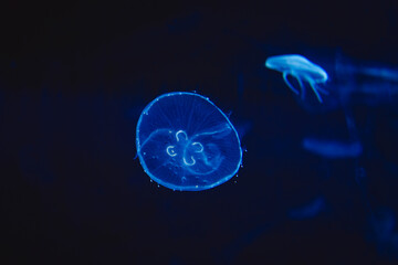 luminous jellyfish at the bottom of the sea