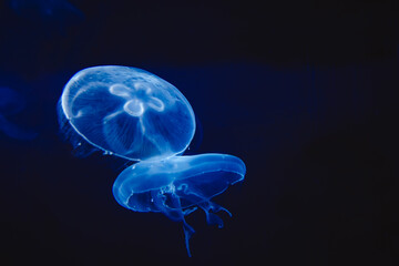 A flock of jellyfish under water on a dark background. - obrazy, fototapety, plakaty