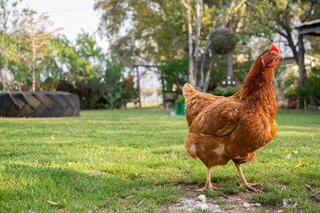 Hen freely in the grass