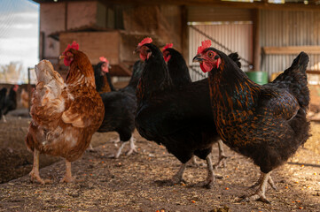 black and brown female hens