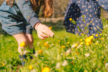 Close-up of little Kids picking flowers in spring at field 