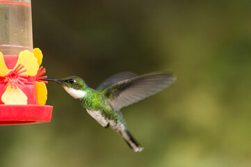 Fototapeta premium humingbird flying