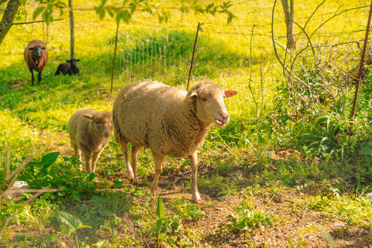 Sheep and goats walking at field