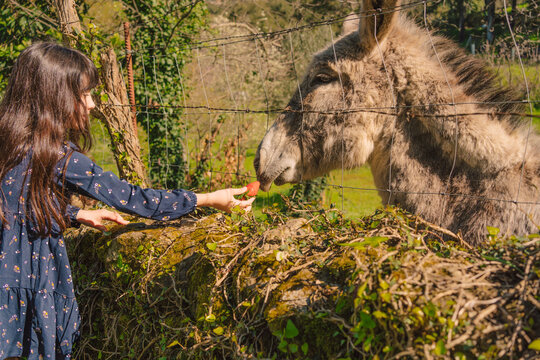 Little girl feeding strawberries to a donkey at farm