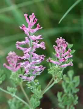 fumaria officinalis (common fumitory) growing on Salisbury Plain chalkdowns, Wiltshire
