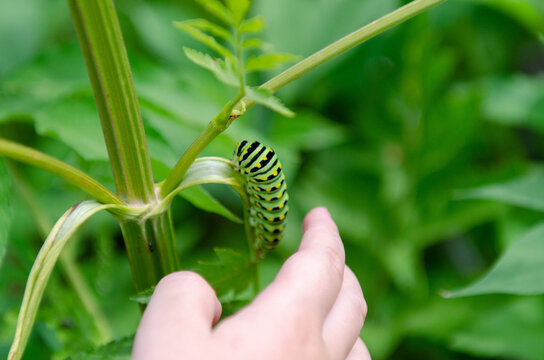 A Child Touching a Green Worm