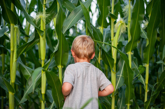 Little boy walking into corn