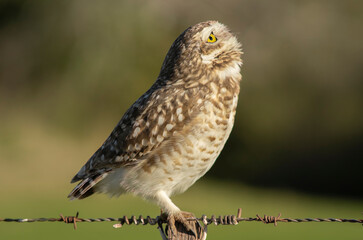 owl looking at the sky in a funny position. Copy space