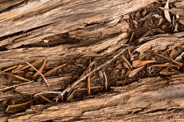 background texture consisting of a trunk and dry leaves