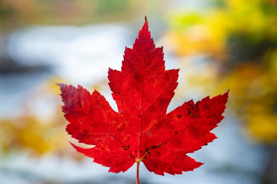 Canadian Red Leaf in Autumn Stock Photo | Stock