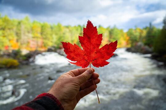 Man Holding Canadian Red Maple Leaf in Autumn