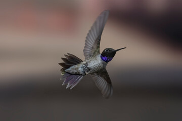Fototapeta premium Black-Chinned Hummingbird (Archilochus alexandri) Flashing His Colors in Early Morning Light