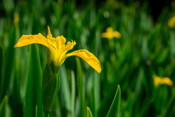 Yellow iris pseudacorus near water