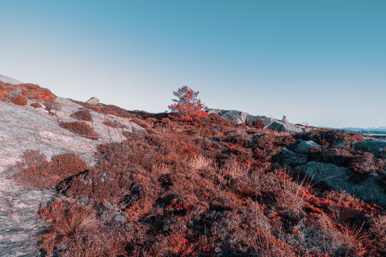 Infrared Landscape