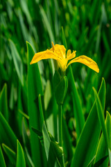 Yellow iris pseudacorus near water