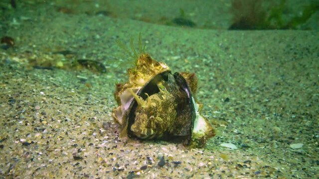 Tentacled blenny (Parablennius tentacularis) on the seabed, Black Sea.