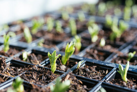 Fava bean seedlings