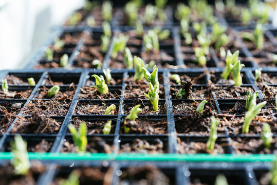Fava bean seedlings