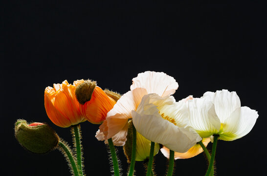 Poppy flowers still life