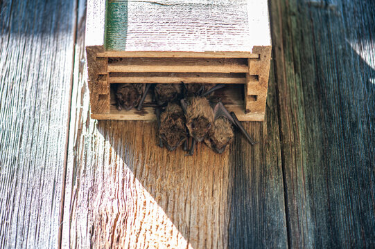 Bats in a Bat House
