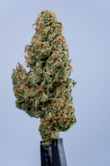 Cannabis Flower Macro - Strain: Sour Tangie