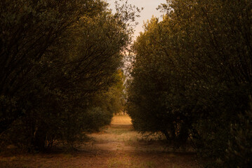 sunset on a path surrounded by olive trees
