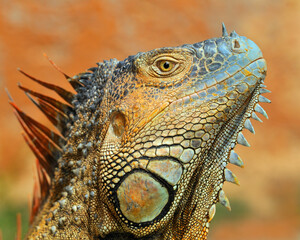 adult male Green Iguana - Costa Rica 