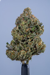 Cannabis Flower Macro - Strain: Jet Fuel Gelato