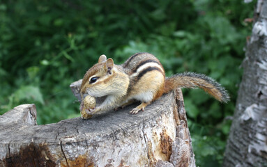 Chipmunk on stump