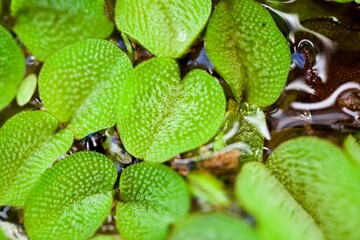 close up of aquatic green leaves