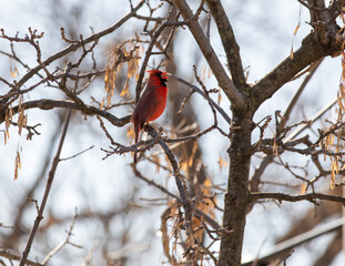 Cardinal rouge posé sur la branche d'un arbre au printemps en train de chanter lors d'une journée ensoleillée avec des branches en arrière plan avec des feuilles mortes