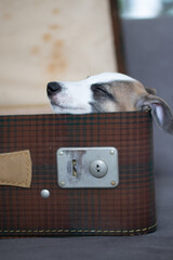 Whippet Welpe im Koffer