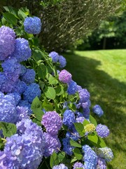 Hydrangeas in Bloom