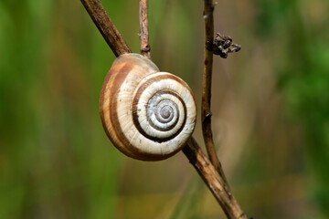 Heath snail // Gemeine Heideschnecke, Westliche Heideschnecke (Helicella itala)
