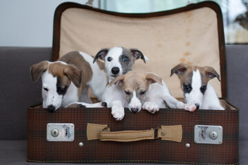 Whippet Welpen im Koffer