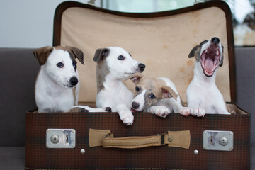 Whippet Welpen im Koffer