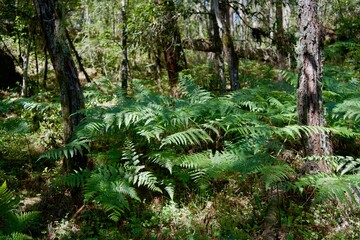 Ferns in the woods, spring