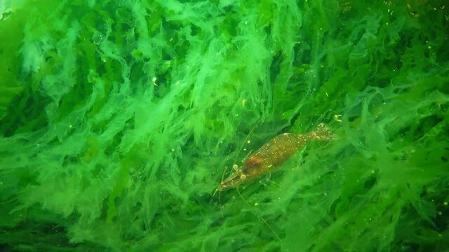 Baltic prawn (Palaemon adspersus) hiding in a thicket of seaweed, Black Sea.