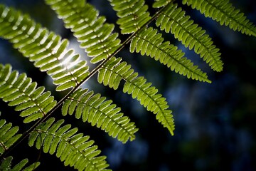 Ferns in the woods, spring
