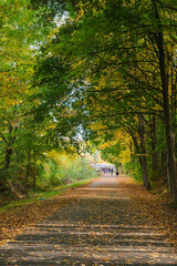 road in autumn forest with leaves