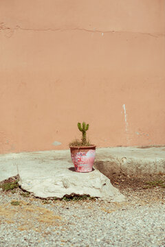 Small cactus plant against a pastel pink wall