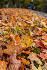 autumn leaves on the ground