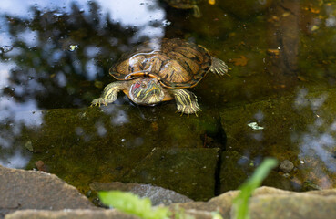 Close-up image of a turtle in water