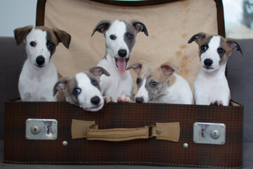 Whippet Welpen im Koffer