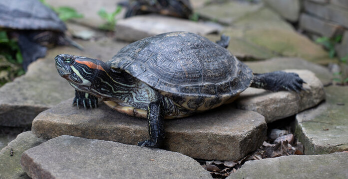 Tortoise. Turtle sunbathing on land.  Carapace turtles