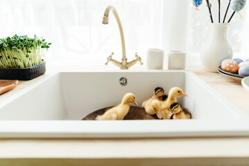 Cute little ducklings in the kitchen.