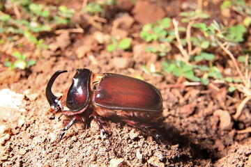 rhinoceros beetle on the ground