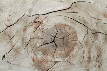 wood veins