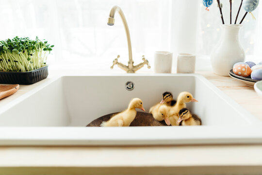 Cute little ducklings in the kitchen.
