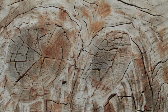 wood veins
